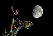 Conehead mantis and moon