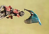 Common kingfisher in flight