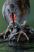 Water rail