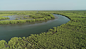 Mangrove reforestation, aerial view