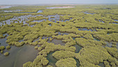 Mangrove swamp, aerial view