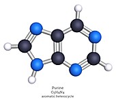 Molecular model of purine