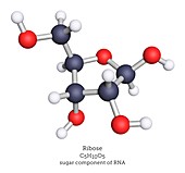 Molecular model of ribose
