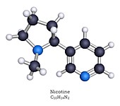 Molecular model of nicotine