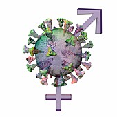 Covid-19 and gender, conceptual illustration