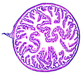 Human columnar epithelium, light micrograph
