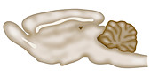 Rodent brain, illustration