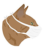 Cat in face mask, illustration