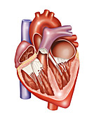 Heart, illustration