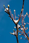 Magnolia ' Susan' new growth in snow
