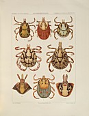 Ticks, illustration
