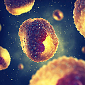 Chlamydia bacteria, illustration