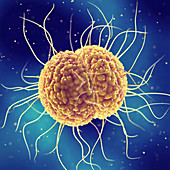 Gonorrhoea bacteria, illustration