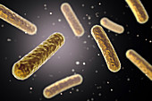 Faecalibacterium prausnitzii bacteria, illustration