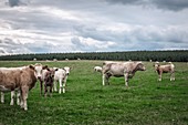 Cattle and sheep in field