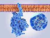 Fungal enzyme blocked by a drug, illustration
