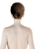 Female head, illustration