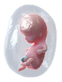 Foetus at week 10, illustration