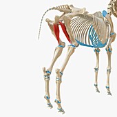 Horse adductor muscle, illustration