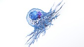 Cancer cell, illustration