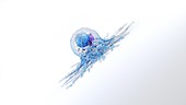 Cancer cell, illustration