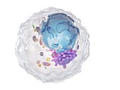 Human cell, illustration