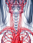 Healthy female vascular system, illustration