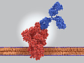 Antibody binding to coronavirus spike protein, illustration