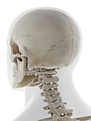 Back of the skull, illustration