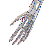 Blood vessels of the hand, illustration