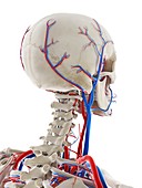 Blood vessels of the head, illustration