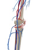 Blood vessels of the knee, illustration