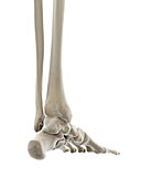 Bones of the foot, illustration