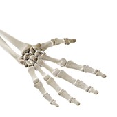 Bones of the hand, illustration