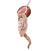 Digestive system, illustration