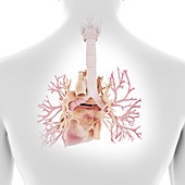 Human bronchi and heart, illustration