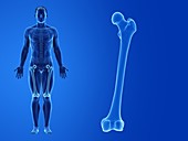 Human femur, illustration