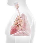 Human heart and lungs, illustration
