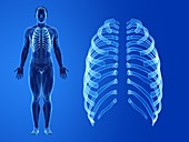 Human ribs, illustration