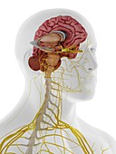 Internal anatomy of the brain, illustration
