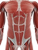Muscular abdomen, illustration