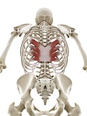 Serratus posterior inferior muscle, illustration