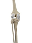 Skeletal knee, illustration