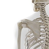 Skeletal shoulder, illustration