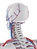 Vascular system of the brain, illustration