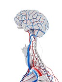 Vascular system of the brain, illustration