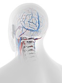 Vascular system of the human head and brain, illustration