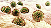 Covid-19 coronaviruses infecting human cells, illustration