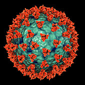 Covid-19 coronavirus particles, illustration