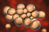 Ureaplasma urealyticum bacteria, illustration
